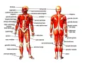 Anatomia muscolare umana: vista anteriore e posteriore. Si nota il flessore ulnare del carpo sul braccio.