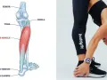 Illustrazione anatomica del muscolo soleo, situato nella parte posteriore della gamba, sotto il gastrocnemio. Una donna si piega in avanti, mostrando la sua gamba.
