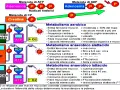 Schema che illustra i metabolismi energetici: aerobico, **metabolismo anaerobico alattacido** e lattacido, con le relative caratteristiche.