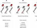 Diagramma illustra tre scenari di movimento: conservazione energia (Body-Tendon-Body), amplificazione potenza (Muscle-Tendon-Body) e attenuazione potenza (Body-Tendon-Muscle), correlati al **reactive strength index**.