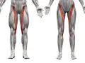 Muscolatura delle gambe con il sartorio infiammato evidenziato in rosso.
