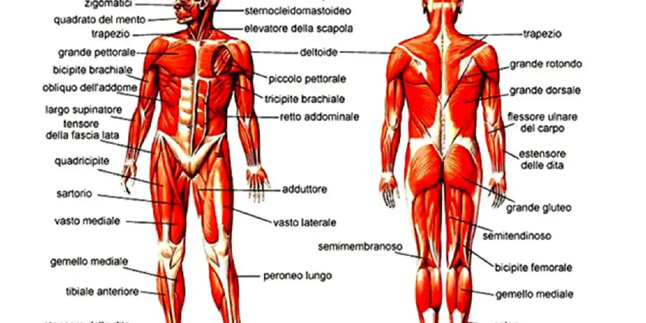 Anatomia muscolare umana: vista anteriore e posteriore. Si nota il flessore ulnare del carpo sul braccio.