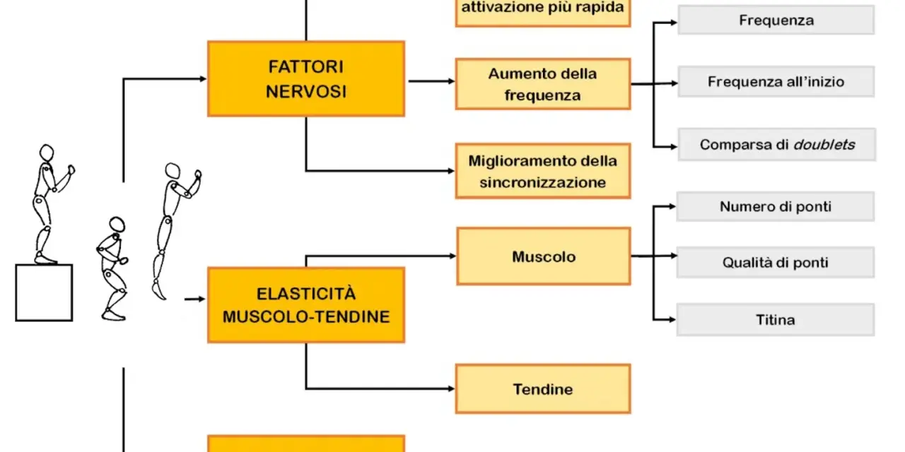 Schema sui fattori che influenzano le ripetute piramidali nel calcio: nervosi, elasticità muscolo-tendinea e riflesso da stiramento.