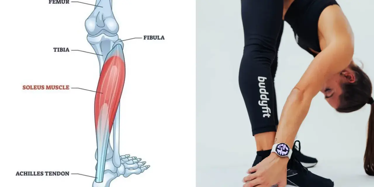 Illustrazione anatomica del muscolo soleo, situato nella parte posteriore della gamba, sotto il gastrocnemio. Una donna si piega in avanti, mostrando la sua gamba.
