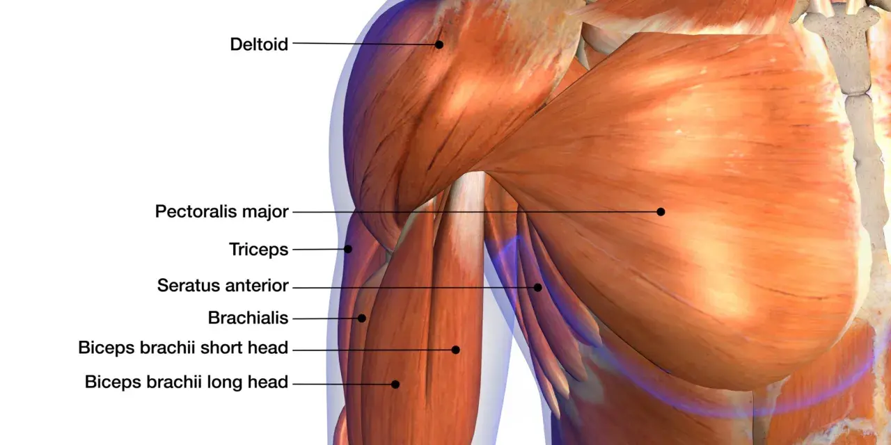 Muscolatura del braccio con etichette: deltoide, pettorale, tricipite, brachiale. Potrebbe indicare dolore tra bicipite e avambraccio dopo palestra.