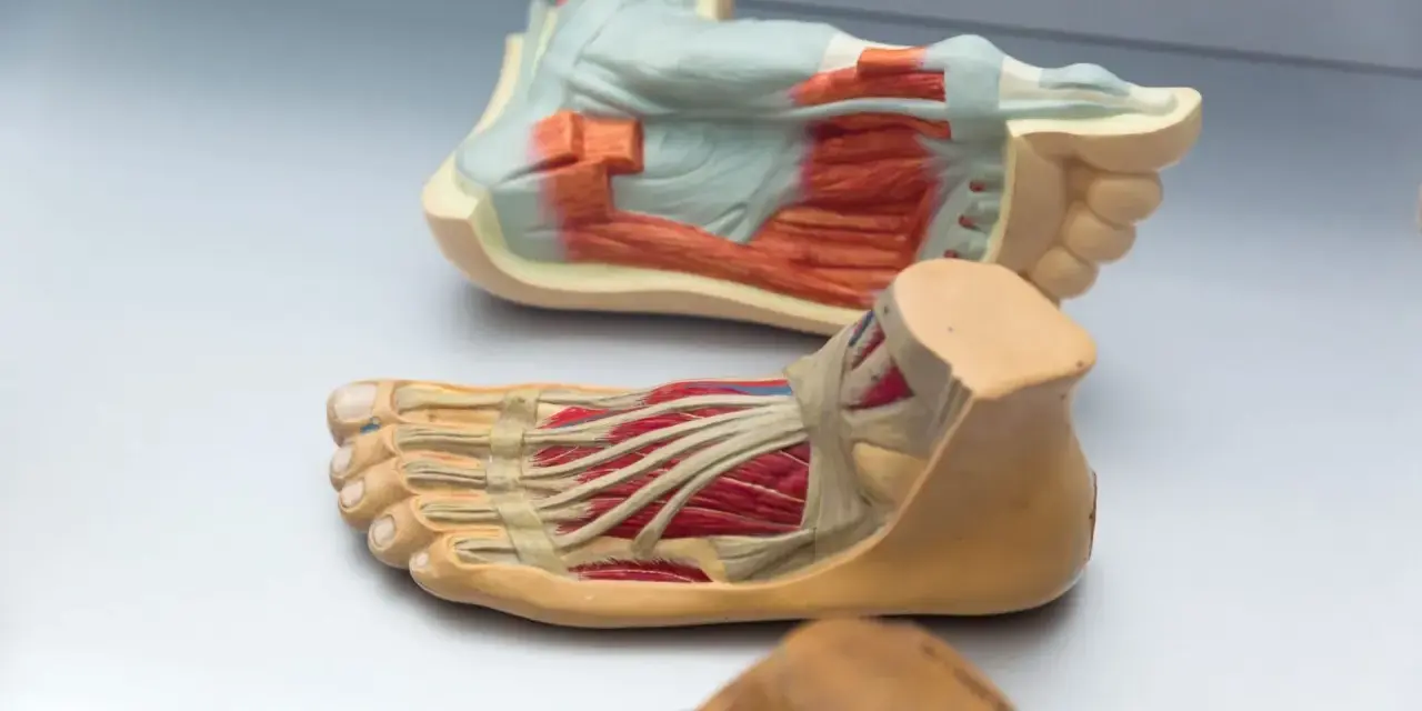 Modelli anatomici di piede, che mostrano ossa e muscoli in dettaglio.