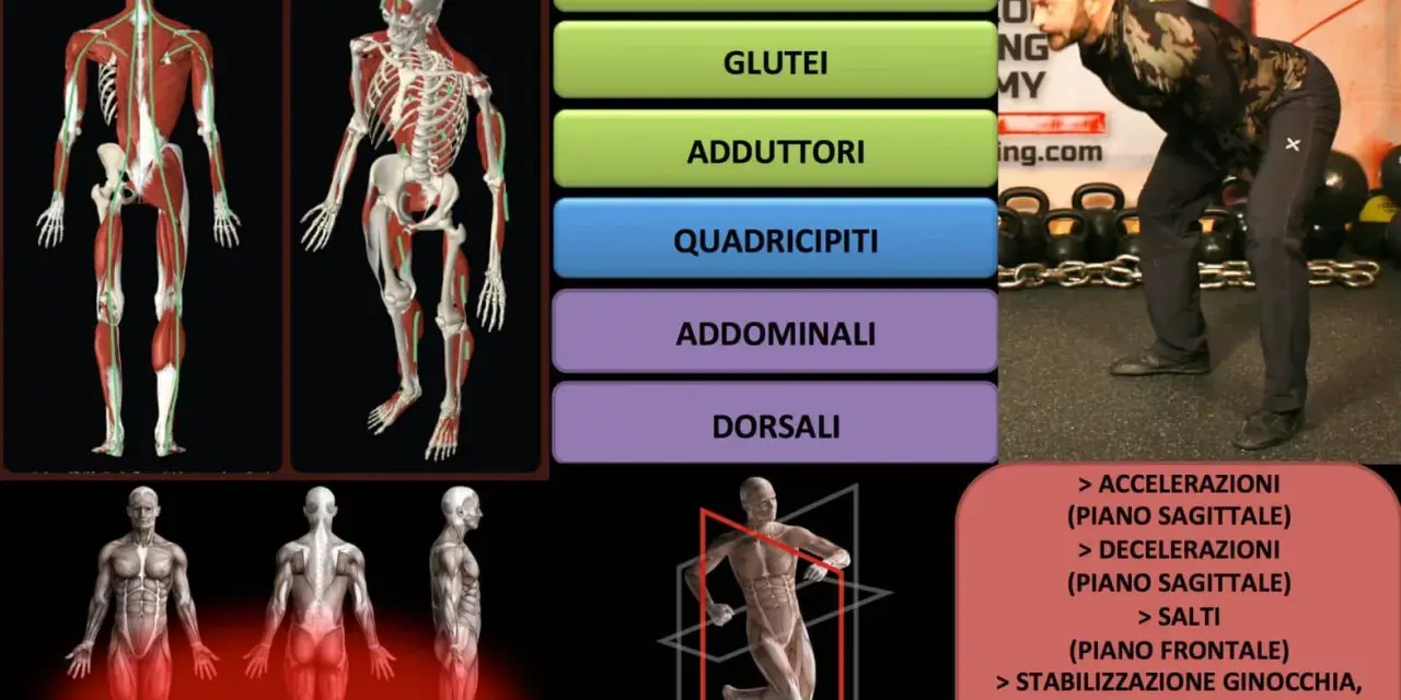 Il kettlebell swing migliora ischiocrurali, glutei, adduttori, quadricipiti, addominali e dorsali, potenziando accelerazioni, decelerazioni e salti.