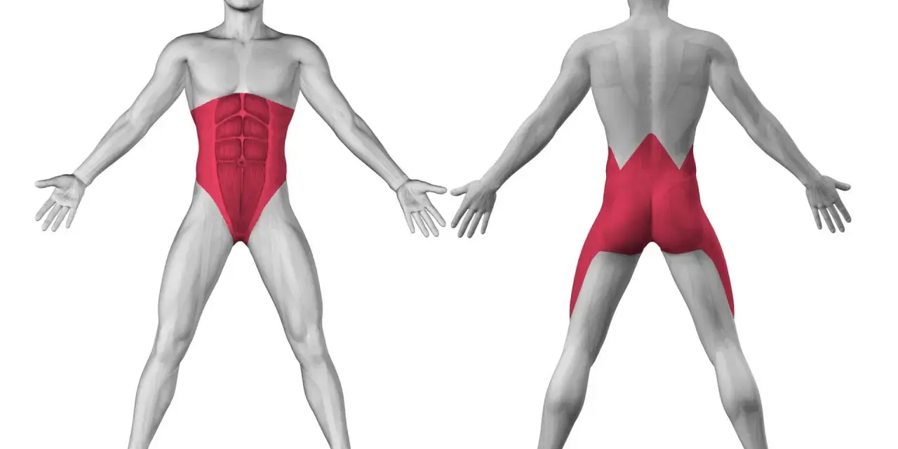 Anatomia: i muscoli del core quali sono. Vista frontale e posteriore di un uomo con addominali e lombari evidenziati in rosso.