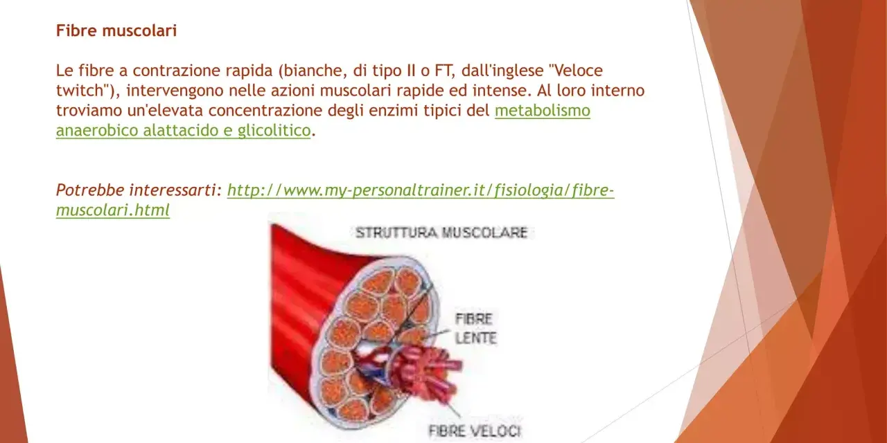 Illustrazione della struttura muscolare con fibre lente e veloci. Approfondimento sulle fibre muscolari e il loro metabolismo.