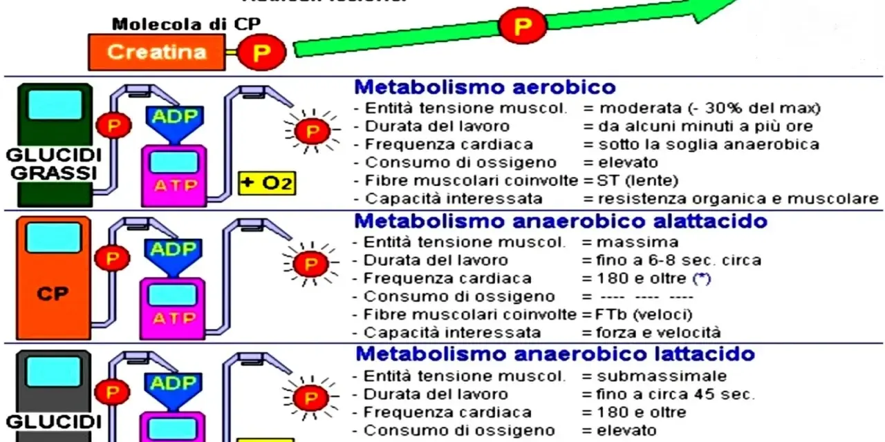 Schema che illustra i metabolismi energetici: aerobico, **metabolismo anaerobico alattacido** e lattacido, con le relative caratteristiche.