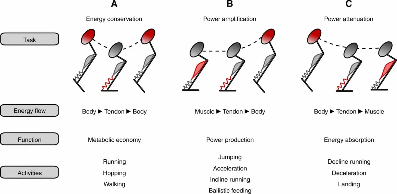 Diagramma illustra tre scenari di movimento: conservazione energia (Body-Tendon-Body), amplificazione potenza (Muscle-Tendon-Body) e attenuazione potenza (Body-Tendon-Muscle), correlati al **reactive strength index**.