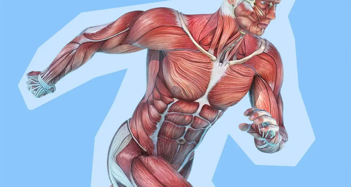 Anatomia umana con dettagli di fibre muscolari bianche e rosse, che mostrano la potenza e la definizione del corpo in movimento.