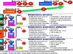 Schema che illustra i metabolismi energetici: aerobico, **metabolismo anaerobico alattacido** e lattacido, con le relative caratteristiche.
