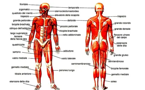 Anatomia muscolare umana: vista anteriore e posteriore. Si nota il flessore ulnare del carpo sul braccio.