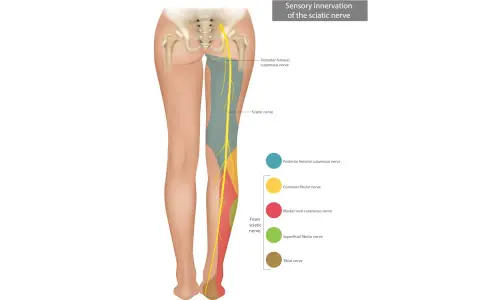 Illustrazione anatomica che mostra l'innervazione sensoriale del nervo sciatico, utile per capire il dolore da nervo sciatico infiammato.