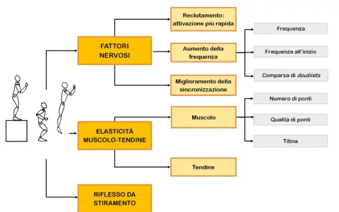 Schema sui fattori che influenzano le ripetute piramidali nel calcio: nervosi, elasticità muscolo-tendinea e riflesso da stiramento.