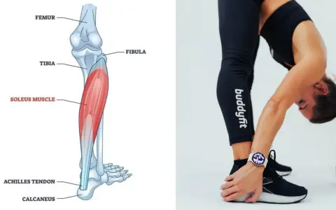 Illustrazione anatomica del muscolo soleo, situato nella parte posteriore della gamba, sotto il gastrocnemio. Una donna si piega in avanti, mostrando la sua gamba.