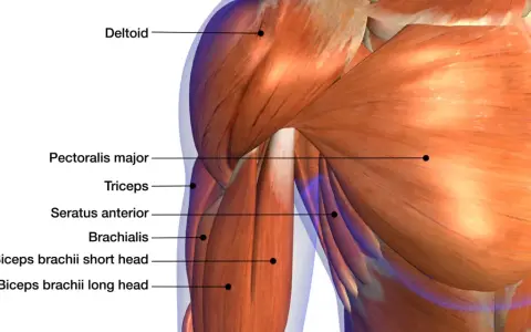 Muscolatura del braccio con etichette: deltoide, pettorale, tricipite, brachiale. Potrebbe indicare dolore tra bicipite e avambraccio dopo palestra.