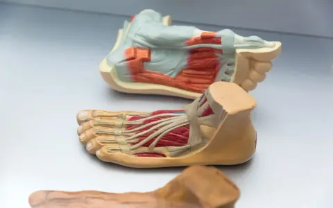 Modelli anatomici di piede, che mostrano ossa e muscoli in dettaglio.