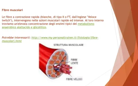 Illustrazione della struttura muscolare con fibre lente e veloci. Approfondimento sulle fibre muscolari e il loro metabolismo.