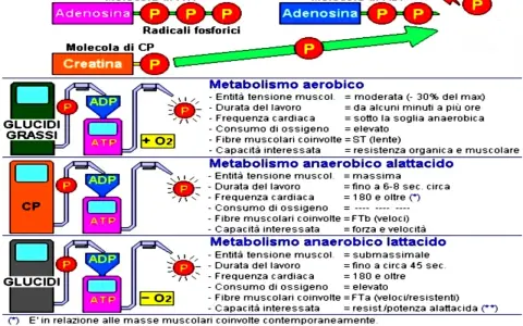 Schema che illustra i metabolismi energetici: aerobico, **metabolismo anaerobico alattacido** e lattacido, con le relative caratteristiche.