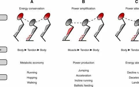 Diagramma illustra tre scenari di movimento: conservazione energia (Body-Tendon-Body), amplificazione potenza (Muscle-Tendon-Body) e attenuazione potenza (Body-Tendon-Muscle), correlati al **reactive strength index**.