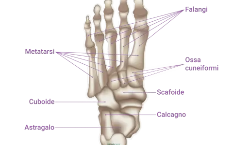 Scheletro del piede con etichette: falangi, metatarsi, ossa cuneiformi, scafoide, cuboide, astragalo e calcagno.