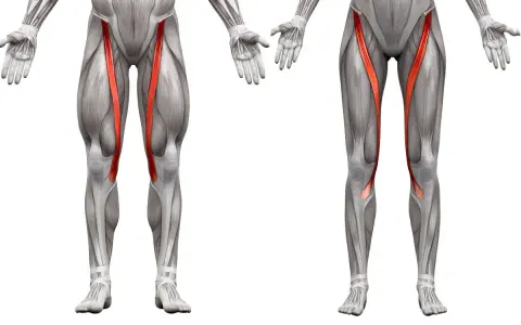 Muscolatura delle gambe con il sartorio infiammato evidenziato in rosso.