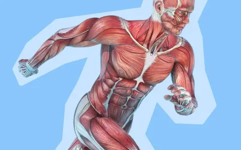 Anatomia umana con dettagli di fibre muscolari bianche e rosse, che mostrano la potenza e la definizione del corpo in movimento.