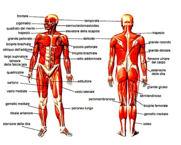 Anatomia muscolare umana: vista anteriore e posteriore. Si nota il flessore ulnare del carpo sul braccio.