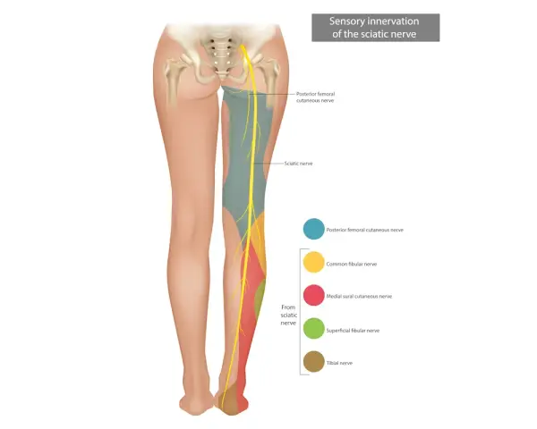 Illustrazione anatomica che mostra l'innervazione sensoriale del nervo sciatico, utile per capire il dolore da nervo sciatico infiammato.