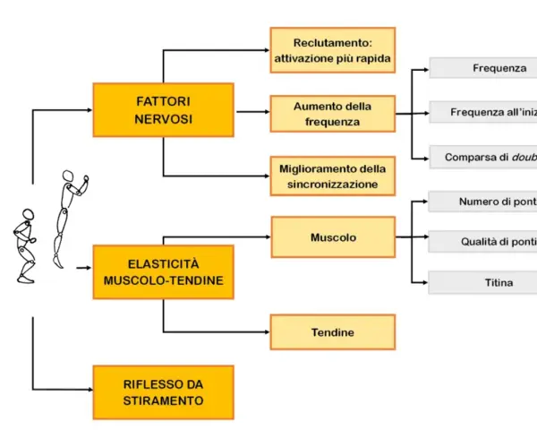 Schema sui fattori che influenzano le ripetute piramidali nel calcio: nervosi, elasticità muscolo-tendinea e riflesso da stiramento.