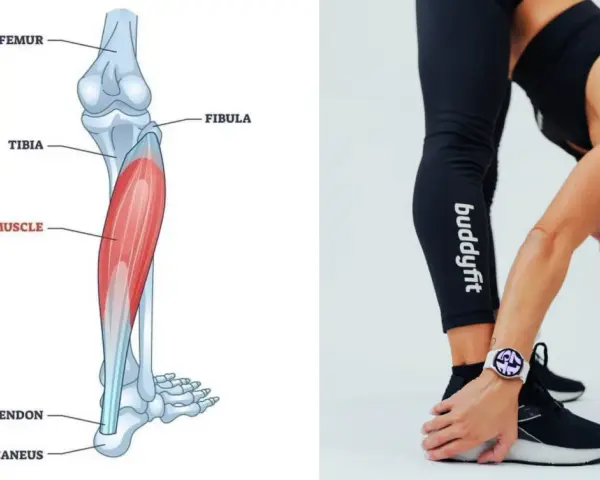 Illustrazione anatomica del muscolo soleo, situato nella parte posteriore della gamba, sotto il gastrocnemio. Una donna si piega in avanti, mostrando la sua gamba.