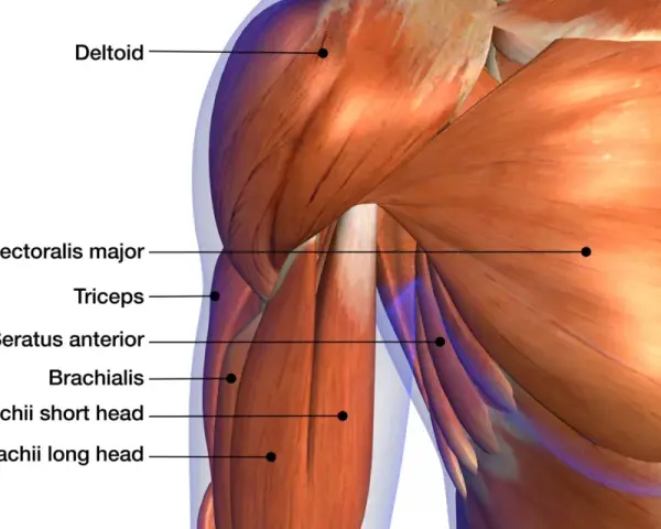 Muscolatura del braccio con etichette: deltoide, pettorale, tricipite, brachiale. Potrebbe indicare dolore tra bicipite e avambraccio dopo palestra.