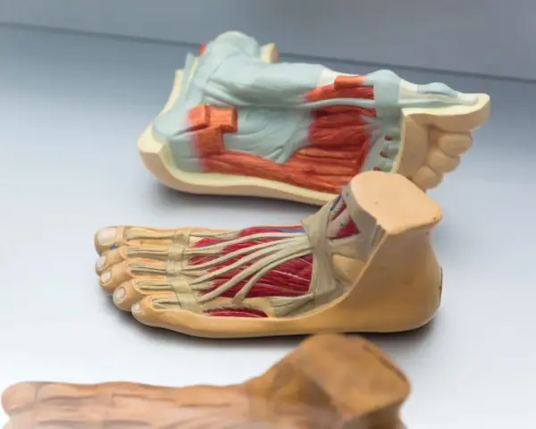 Modelli anatomici di piede, che mostrano ossa e muscoli in dettaglio.