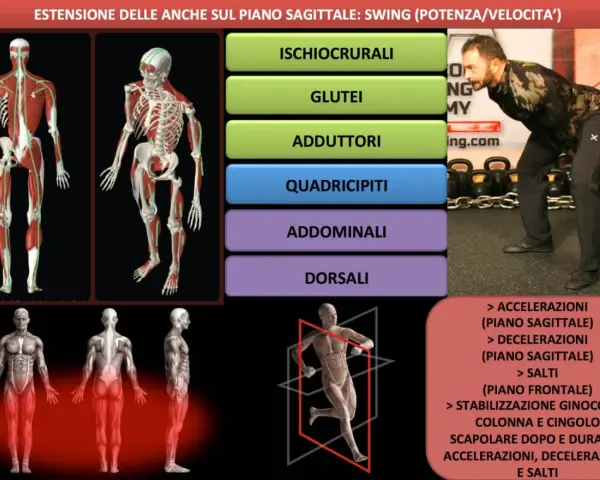 Il kettlebell swing migliora ischiocrurali, glutei, adduttori, quadricipiti, addominali e dorsali, potenziando accelerazioni, decelerazioni e salti.