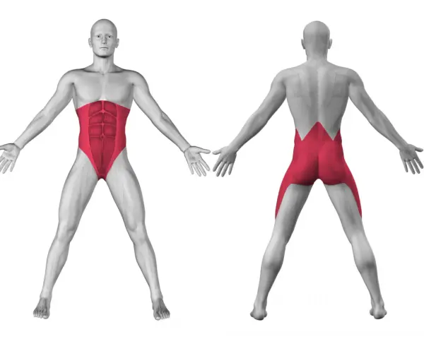 Anatomia: i muscoli del core quali sono. Vista frontale e posteriore di un uomo con addominali e lombari evidenziati in rosso.