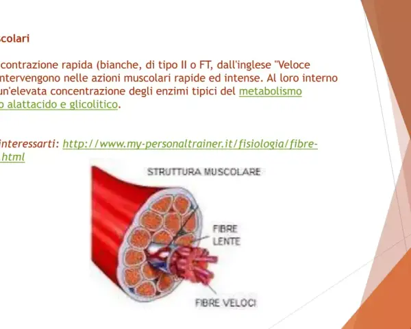 Illustrazione della struttura muscolare con fibre lente e veloci. Approfondimento sulle fibre muscolari e il loro metabolismo.
