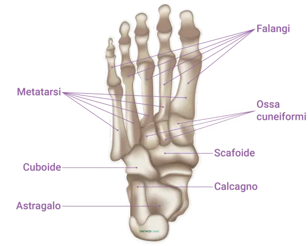 Scheletro del piede con etichette: falangi, metatarsi, ossa cuneiformi, scafoide, cuboide, astragalo e calcagno.
