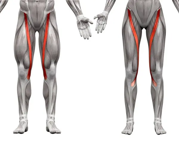 Muscolatura delle gambe con il sartorio infiammato evidenziato in rosso.