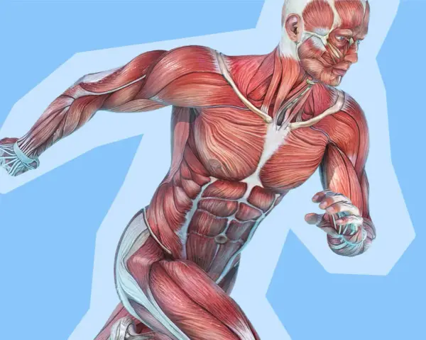 Anatomia umana con dettagli di fibre muscolari bianche e rosse, che mostrano la potenza e la definizione del corpo in movimento.