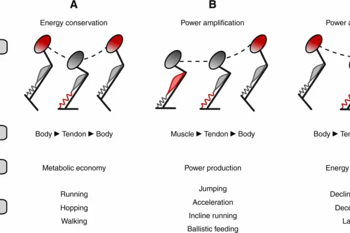 Diagramma illustra tre scenari di movimento: conservazione energia (Body-Tendon-Body), amplificazione potenza (Muscle-Tendon-Body) e attenuazione potenza (Body-Tendon-Muscle), correlati al **reactive strength index**.