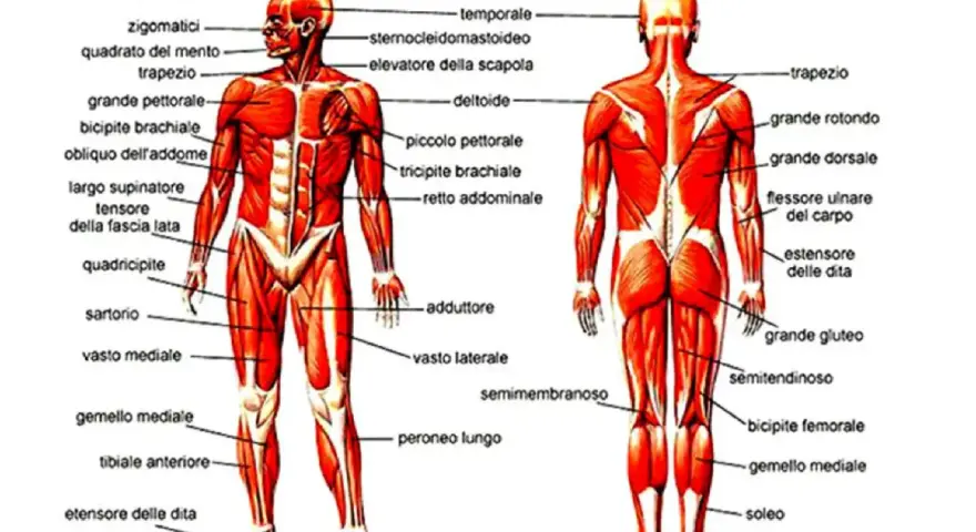 Anatomia muscolare umana: vista anteriore e posteriore. Si nota il flessore ulnare del carpo sul braccio.