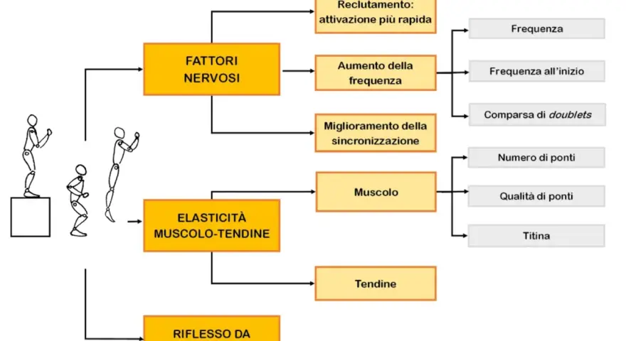 Schema sui fattori che influenzano le ripetute piramidali nel calcio: nervosi, elasticità muscolo-tendinea e riflesso da stiramento.