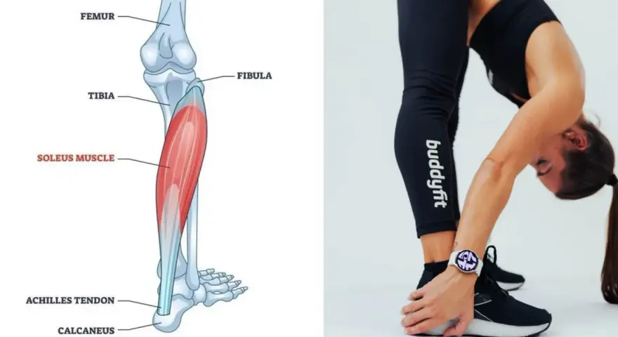 Illustrazione anatomica del muscolo soleo, situato nella parte posteriore della gamba, sotto il gastrocnemio. Una donna si piega in avanti, mostrando la sua gamba.