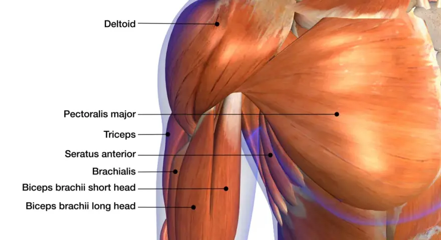 Muscolatura del braccio con etichette: deltoide, pettorale, tricipite, brachiale. Potrebbe indicare dolore tra bicipite e avambraccio dopo palestra.