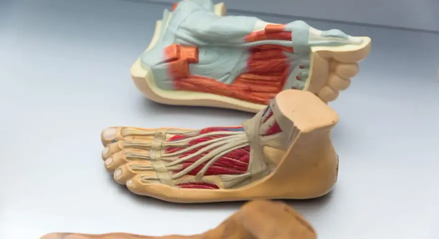 Modelli anatomici di piede, che mostrano ossa e muscoli in dettaglio.
