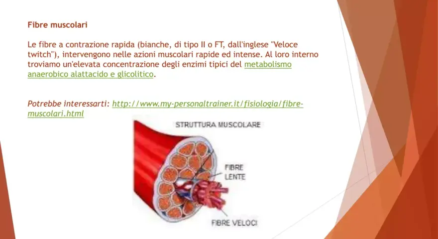 Illustrazione della struttura muscolare con fibre lente e veloci. Approfondimento sulle fibre muscolari e il loro metabolismo.