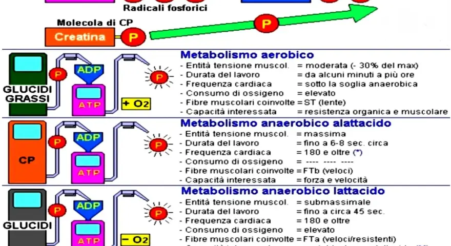 Schema che illustra i metabolismi energetici: aerobico, **metabolismo anaerobico alattacido** e lattacido, con le relative caratteristiche.