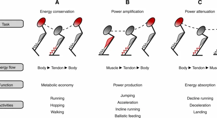 Diagramma illustra tre scenari di movimento: conservazione energia (Body-Tendon-Body), amplificazione potenza (Muscle-Tendon-Body) e attenuazione potenza (Body-Tendon-Muscle), correlati al **reactive strength index**.